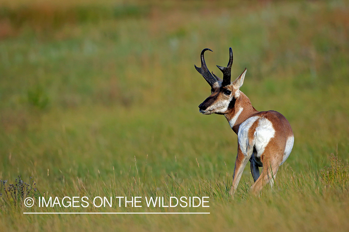 Pronghorn antelope in field.