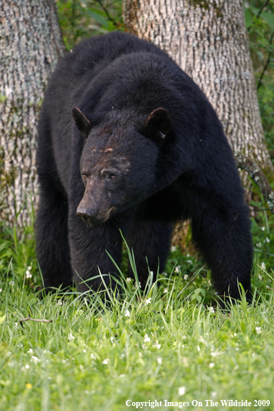 Black Bear in habitat