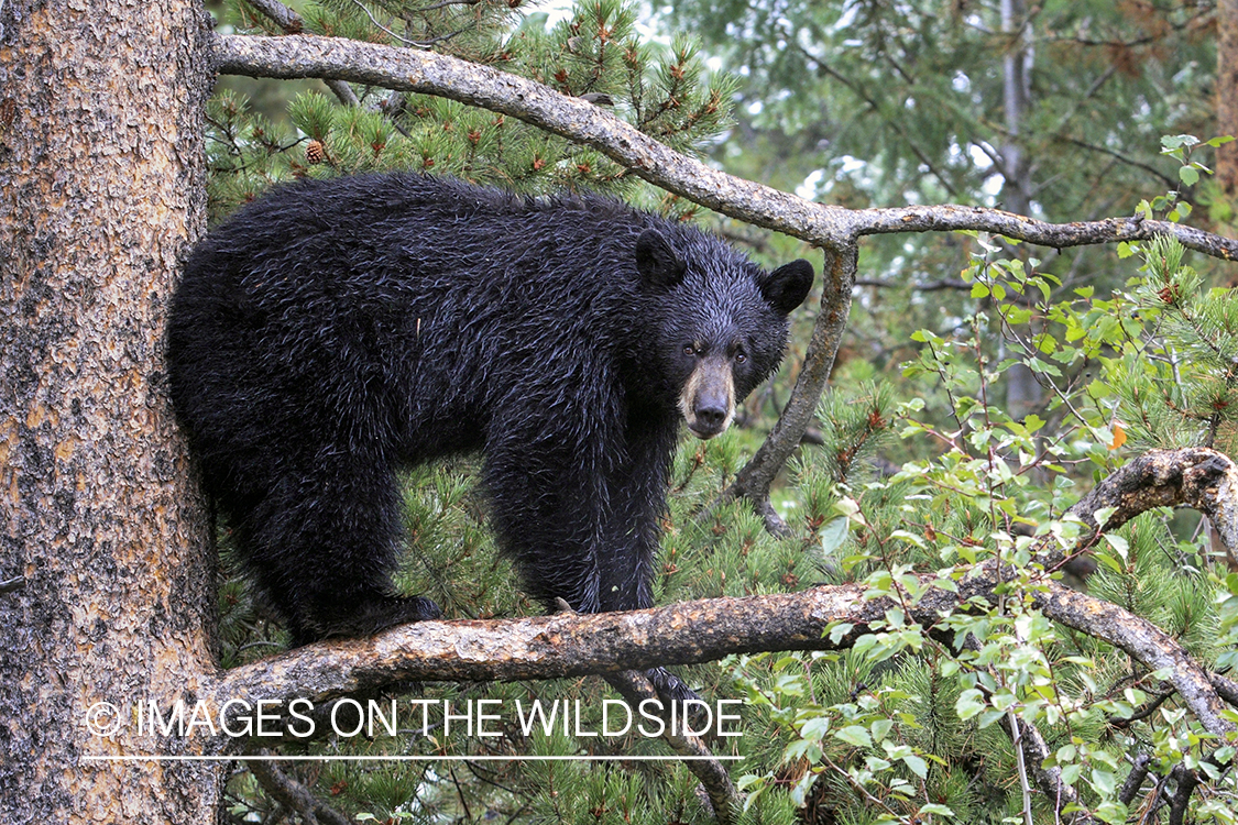 Black bear in habitat.