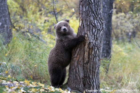 Grizzly/Brown bear in habitat. 