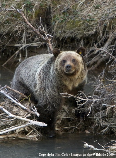 Grizzly bear in habitat