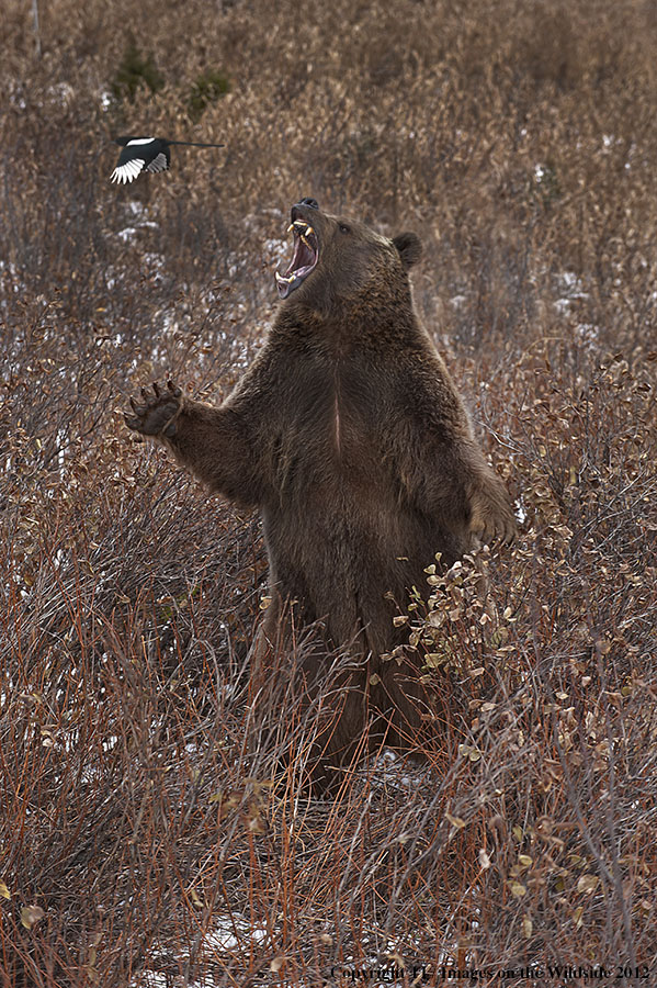 Grizzly Bear in growling.