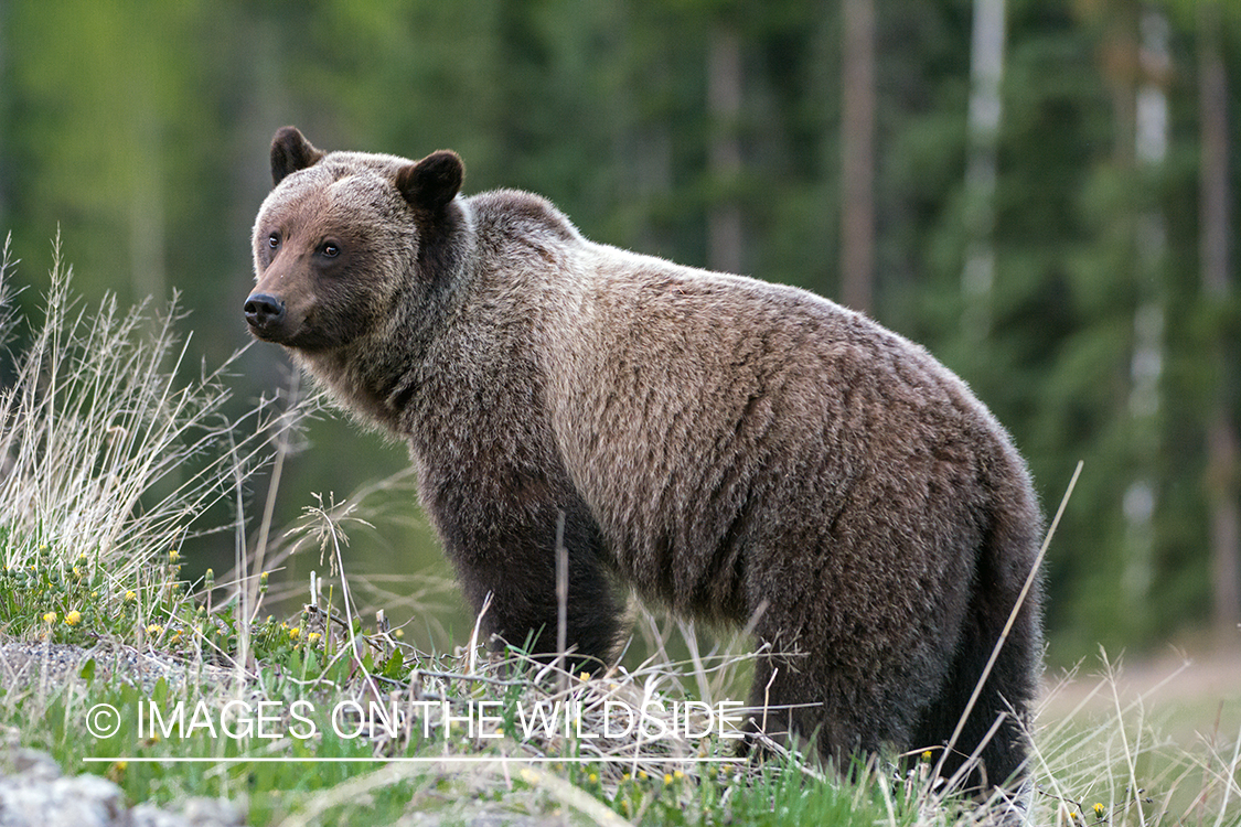 Grizzly bear in habitat.