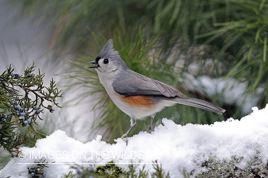 Tufted titmouse in habitat.