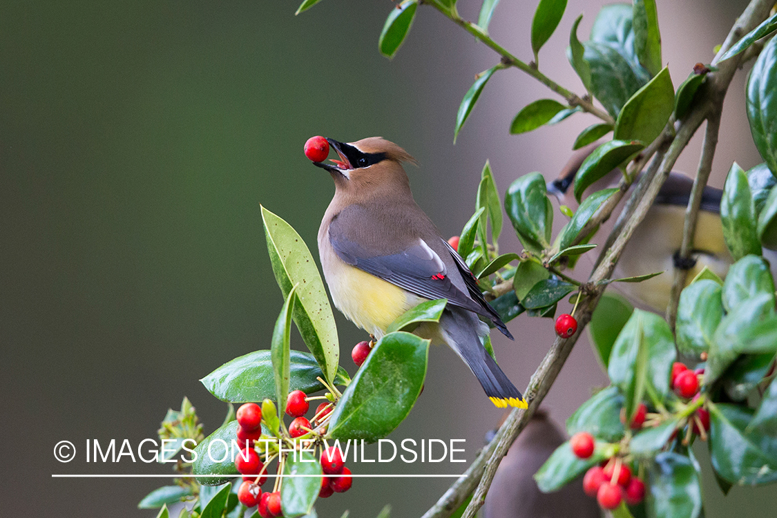 Cedar Waxwing on branch.