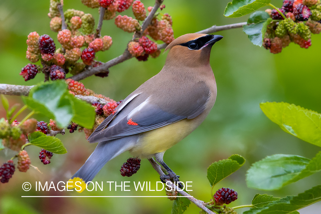 Cedar waxwing on branch.