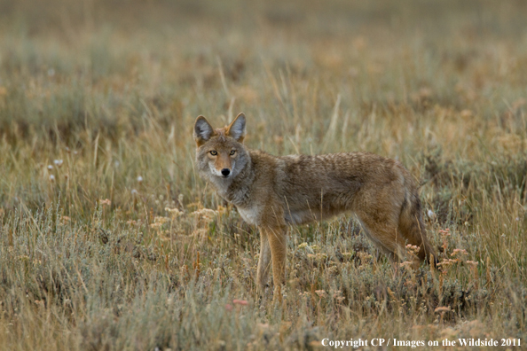 Coyote in habitat. 