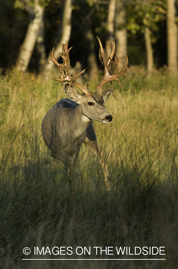 Mule deer in habitat.