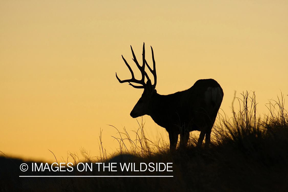 Mule deer buck in habitat. 