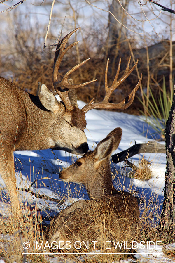 Mule deer buck with doe during rut. 