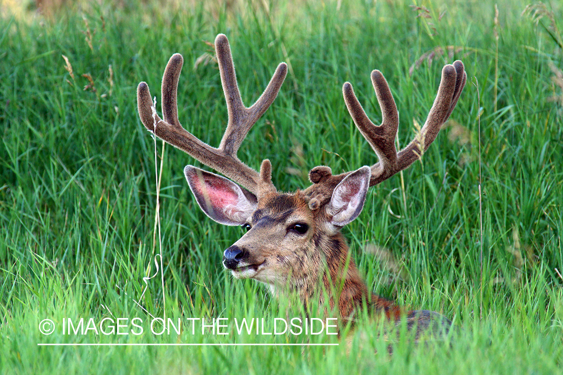 Mule deer buck in habitat. 