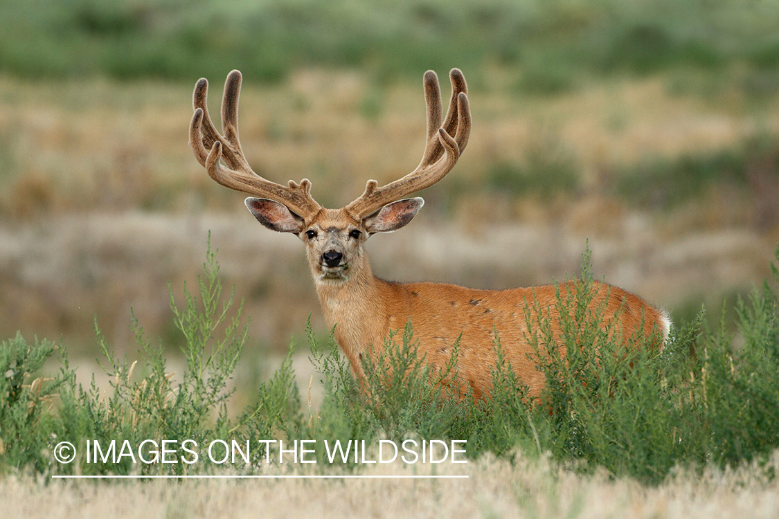 Mule deer buck in habitat.