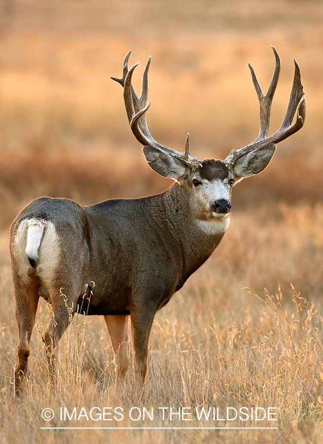 Mule deer buck in habitat.