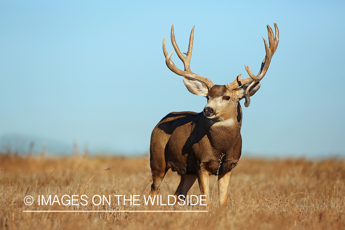 Mule deer buck in field.