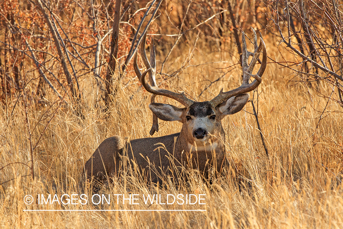 Mule deer buck in rut.