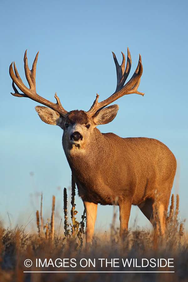 Mule deer buck in field.