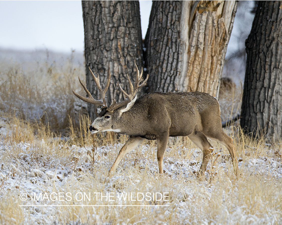 Mule deer buck in habitat.