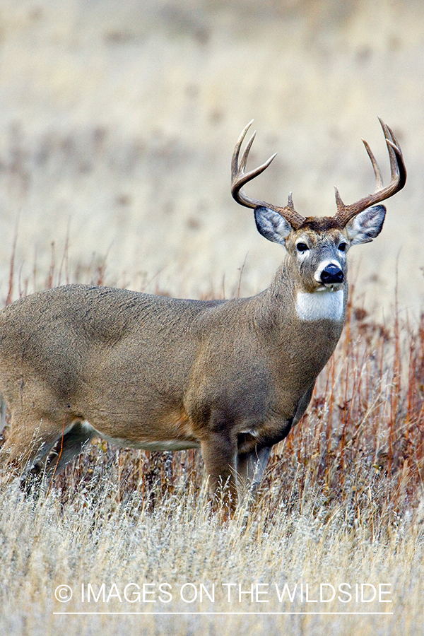 White-tailed deer in habitat