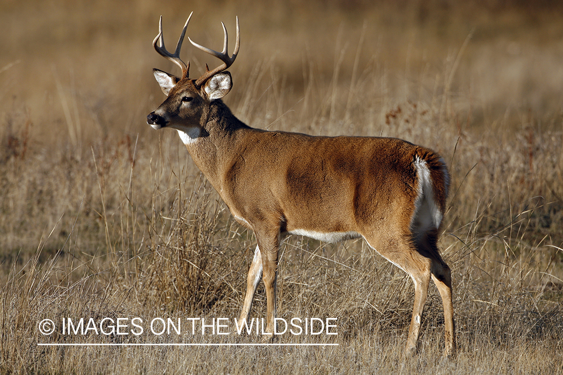 Whitetail Buck