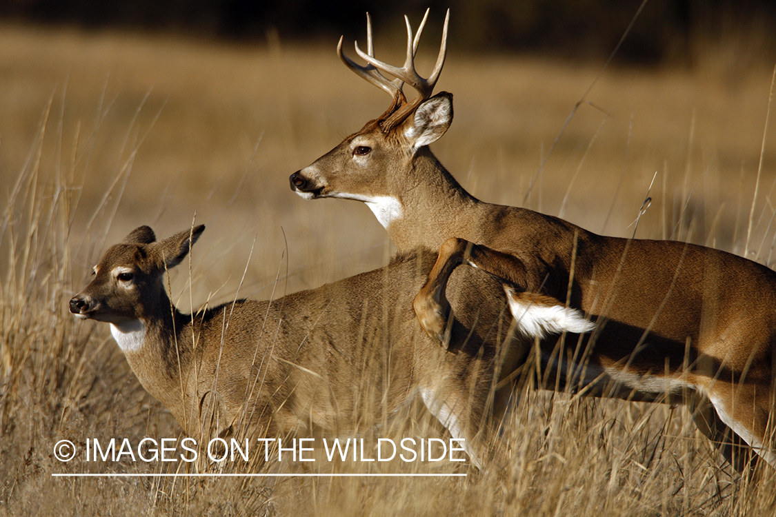 Whitetail deer mating