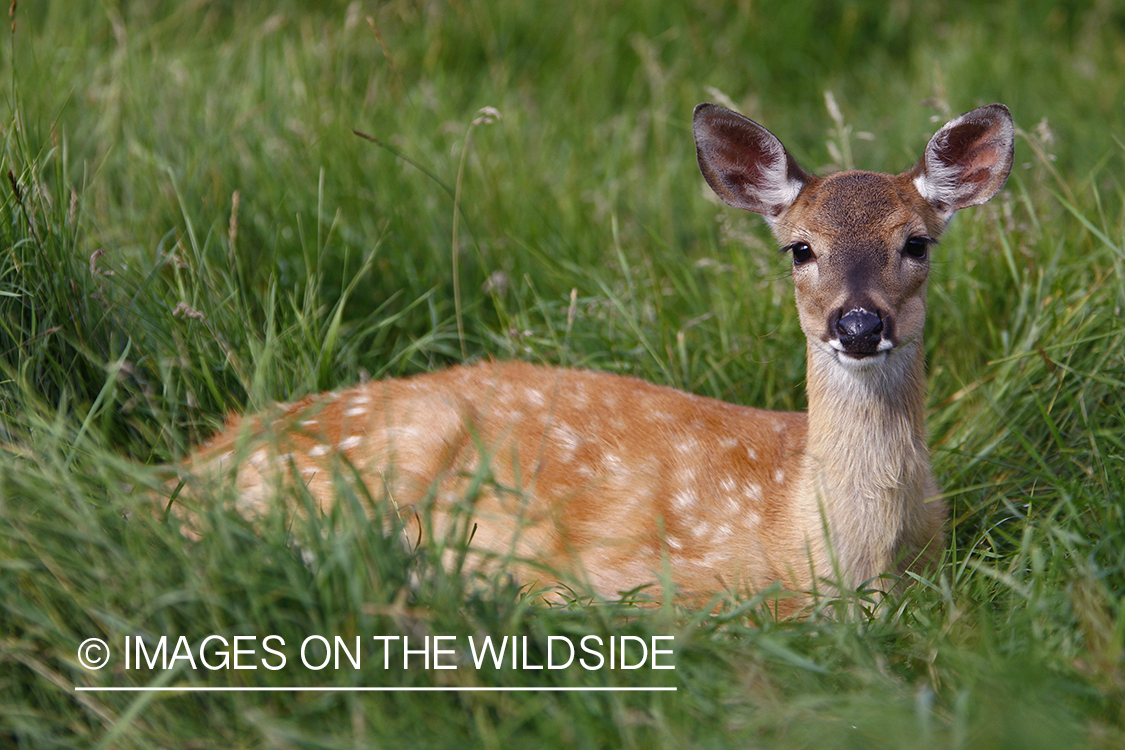 Whitetail fawn in habitat