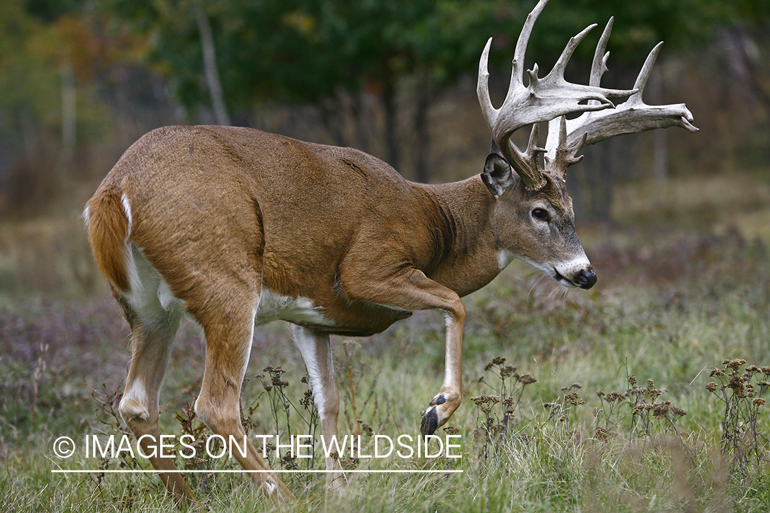 Whitetail buck in habitat