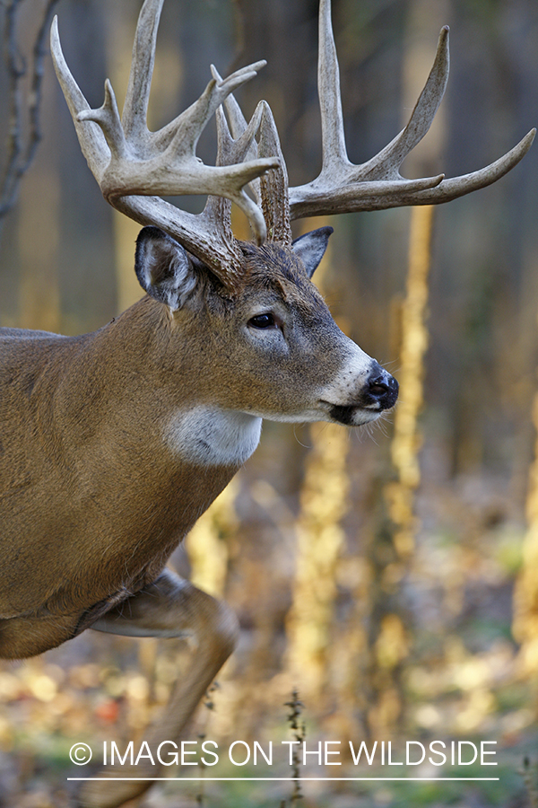 Whitetail buck in habitat