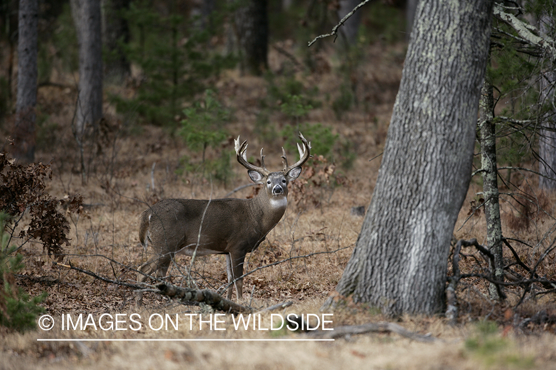 Whitetail buck in habitat.