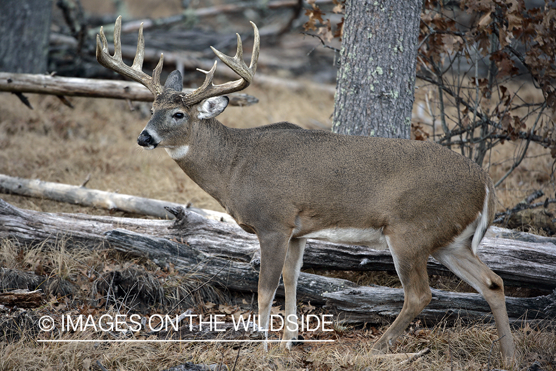 Whitetail buck in habitat.