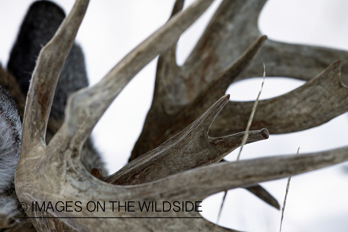 White-tailed buck in habitat.