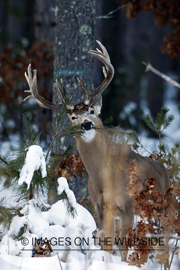 White-tailed buck in habitat.