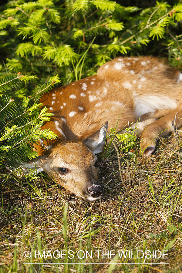 White-Tailed Fawns