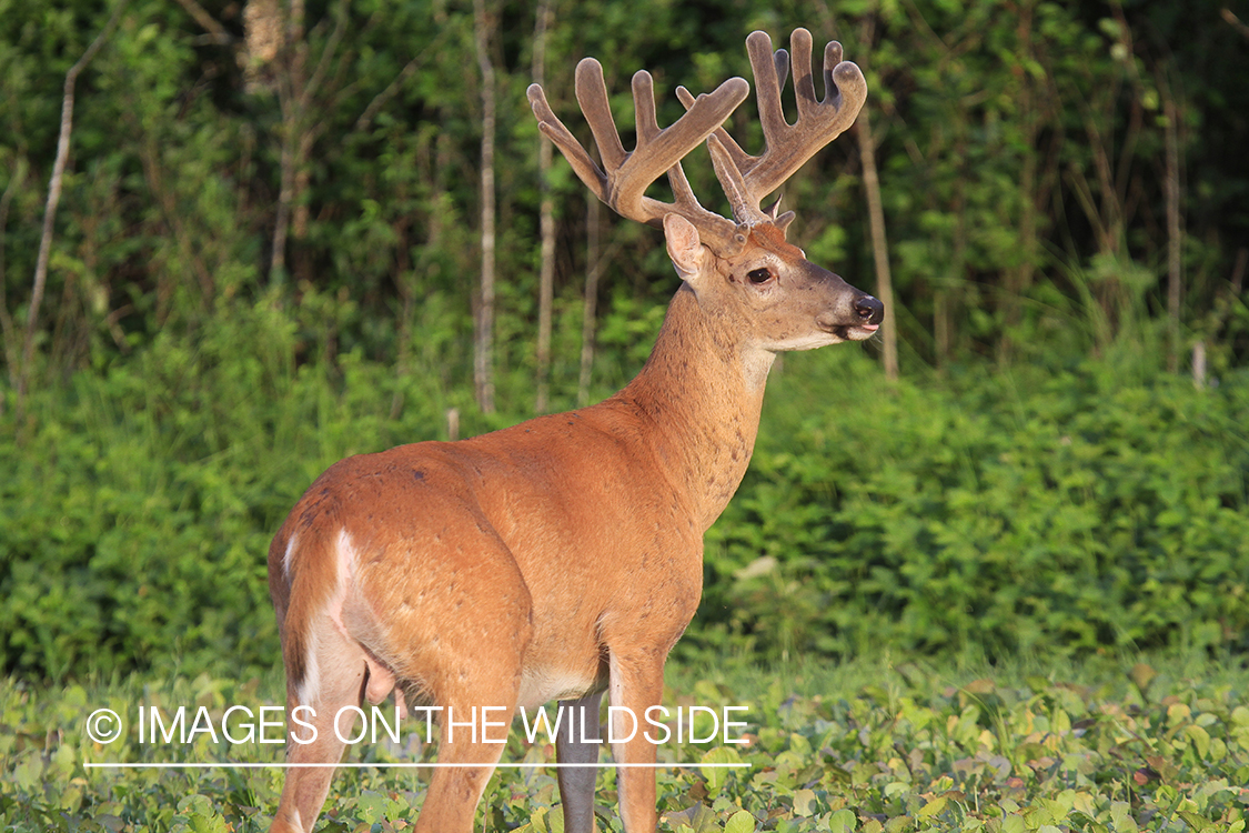 Whie-tailed deer apple creek