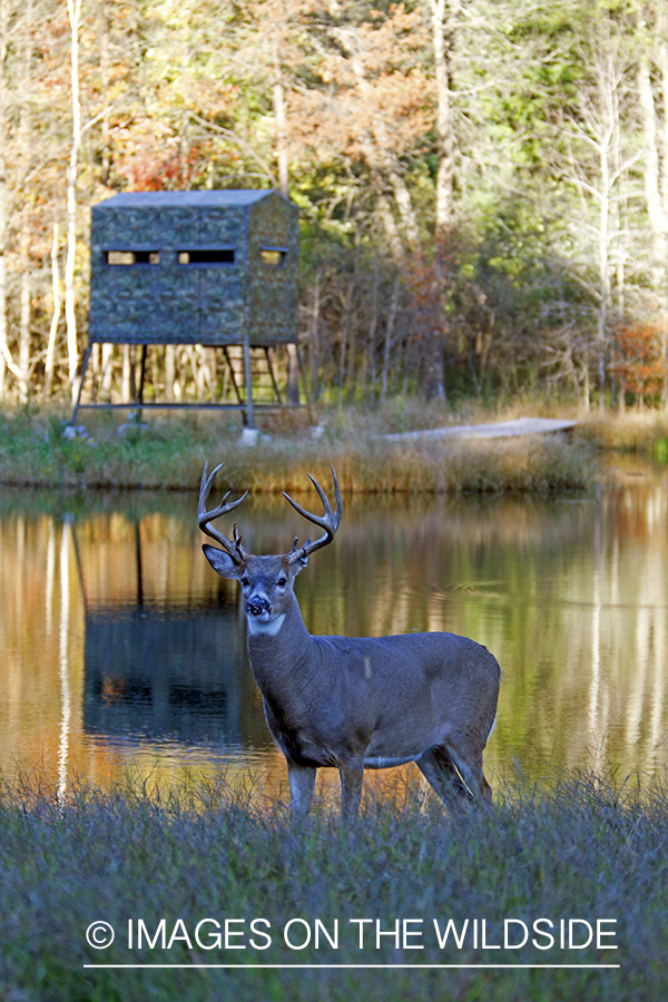 White-tailed buck in habitat