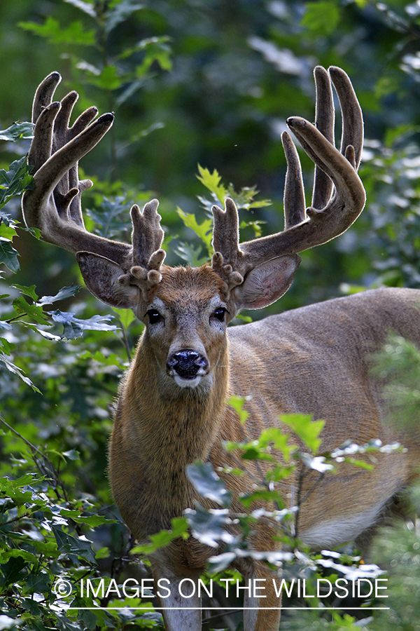 White-tailed buck in velvet 