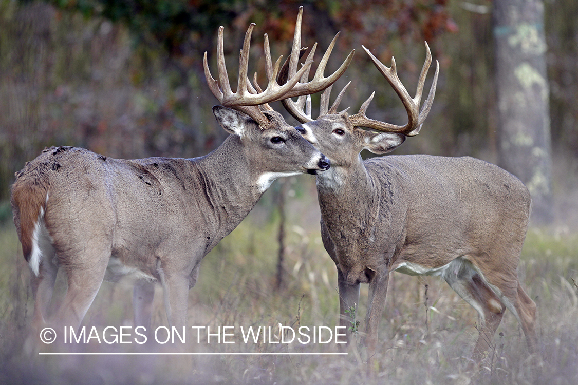 White-tailed bucks in habitat. *