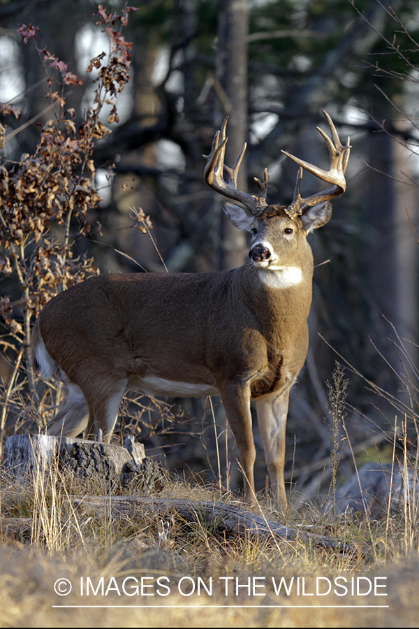 White-tailed buck in habitat. *