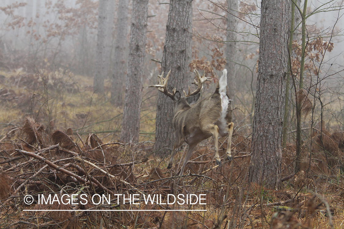 White-tailed deer fleeing. 