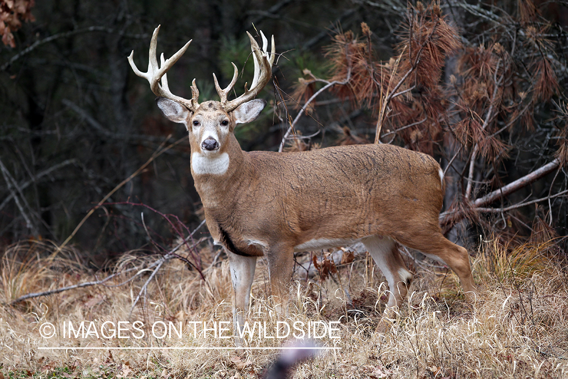 White-tailed buck in habitat. 