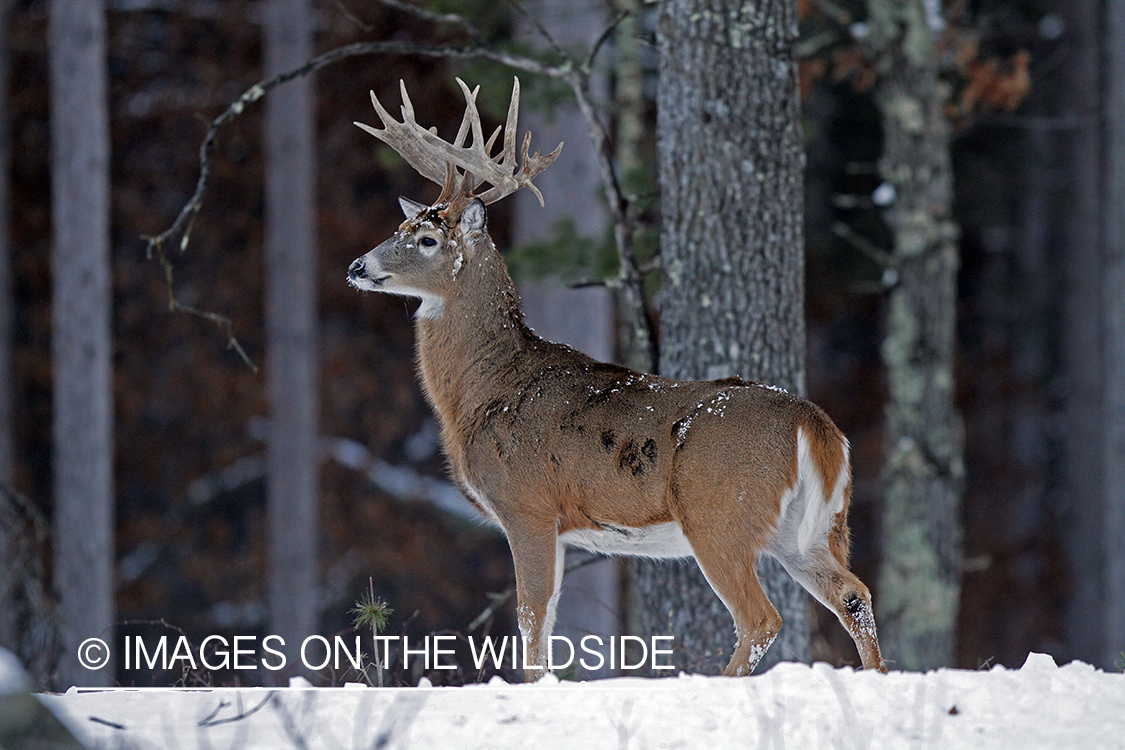 White-tailed buck in habitat. *