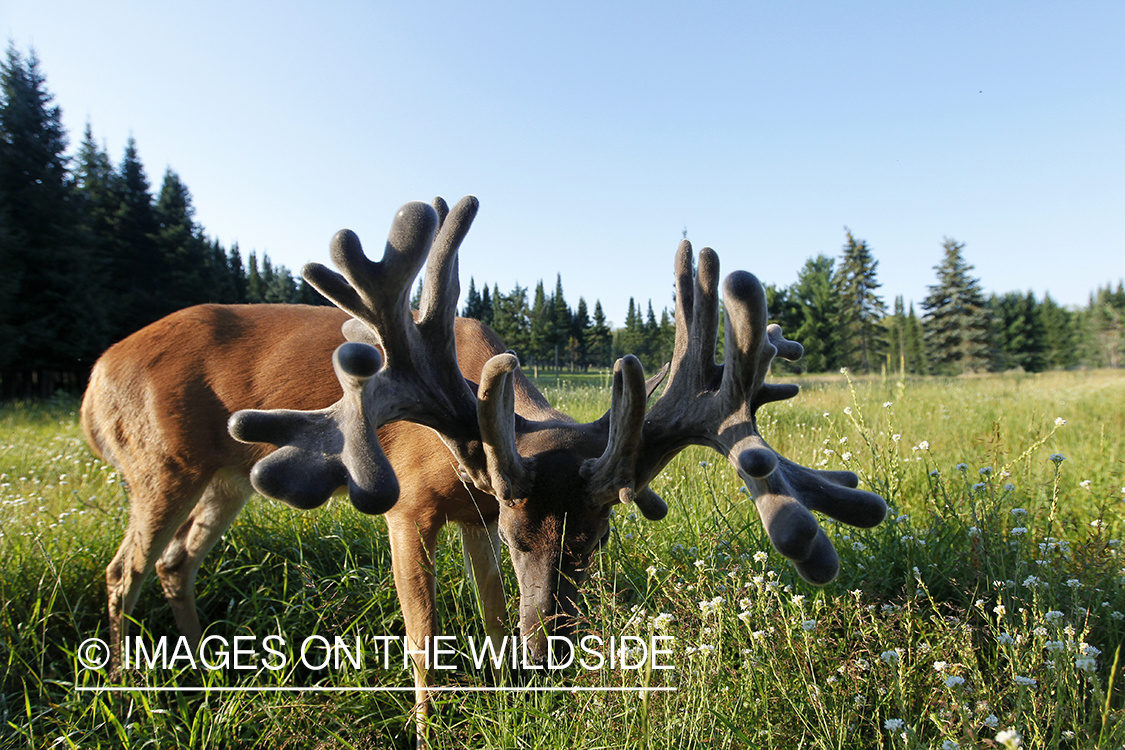 White-tailed buck in summer habitat *