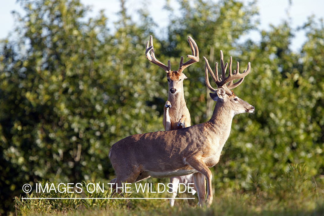 White-tailed bucks fighting. 