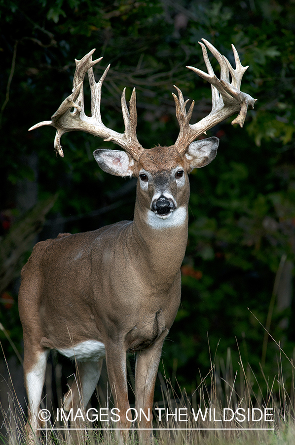 White-tailed buck in habitat. 