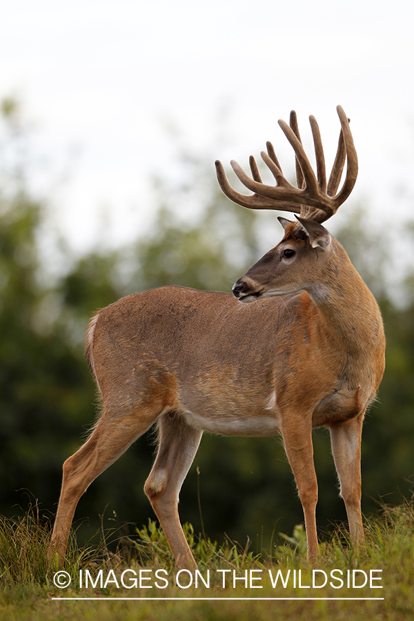 White-tailed buck in velvet.  