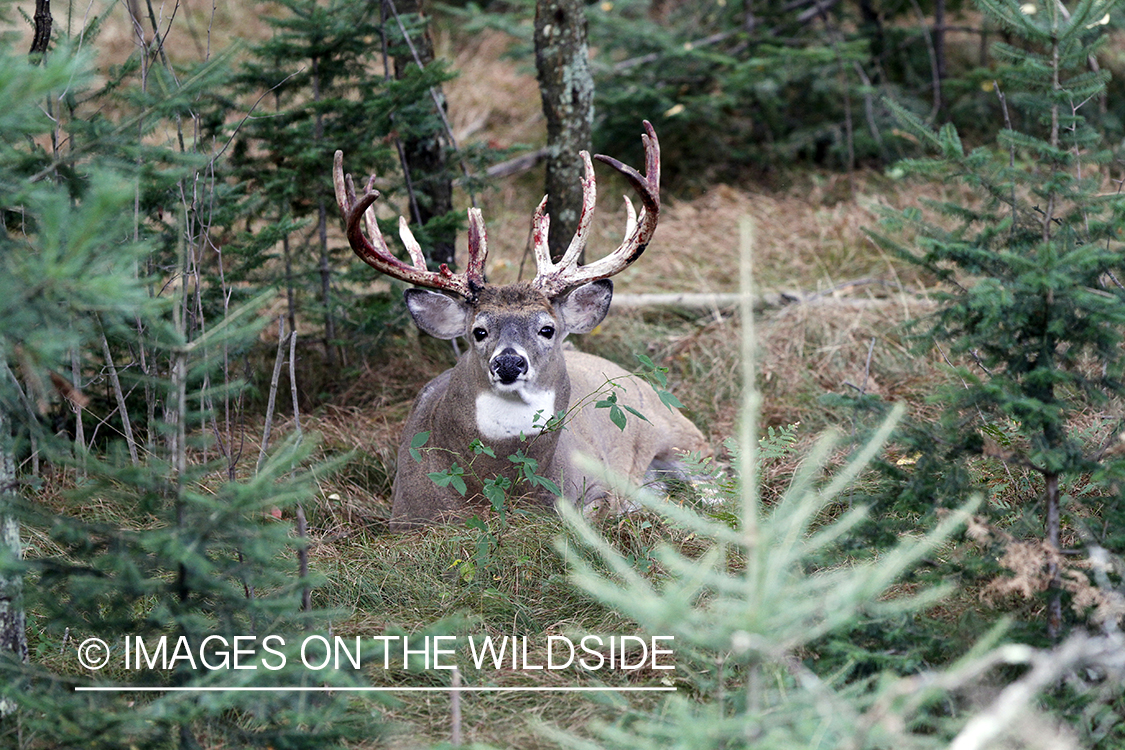 White-tailed buck shedding velvet.  