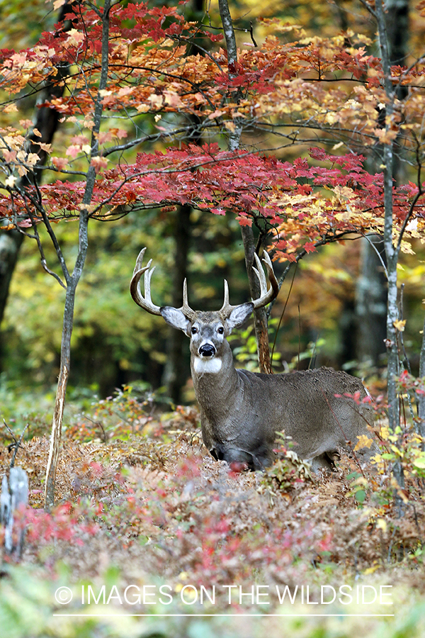 White-tailed buck in habitat. 