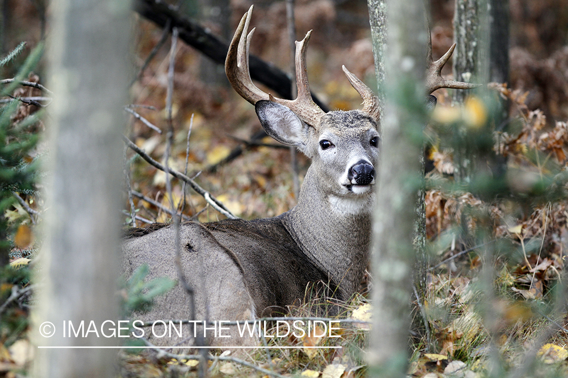 White-tailed buck in habitat. 