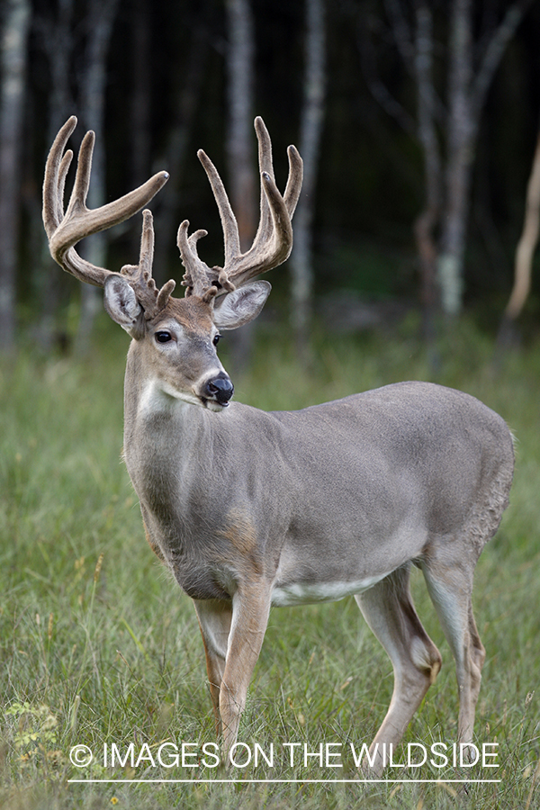 White-tailed buck in habitat.