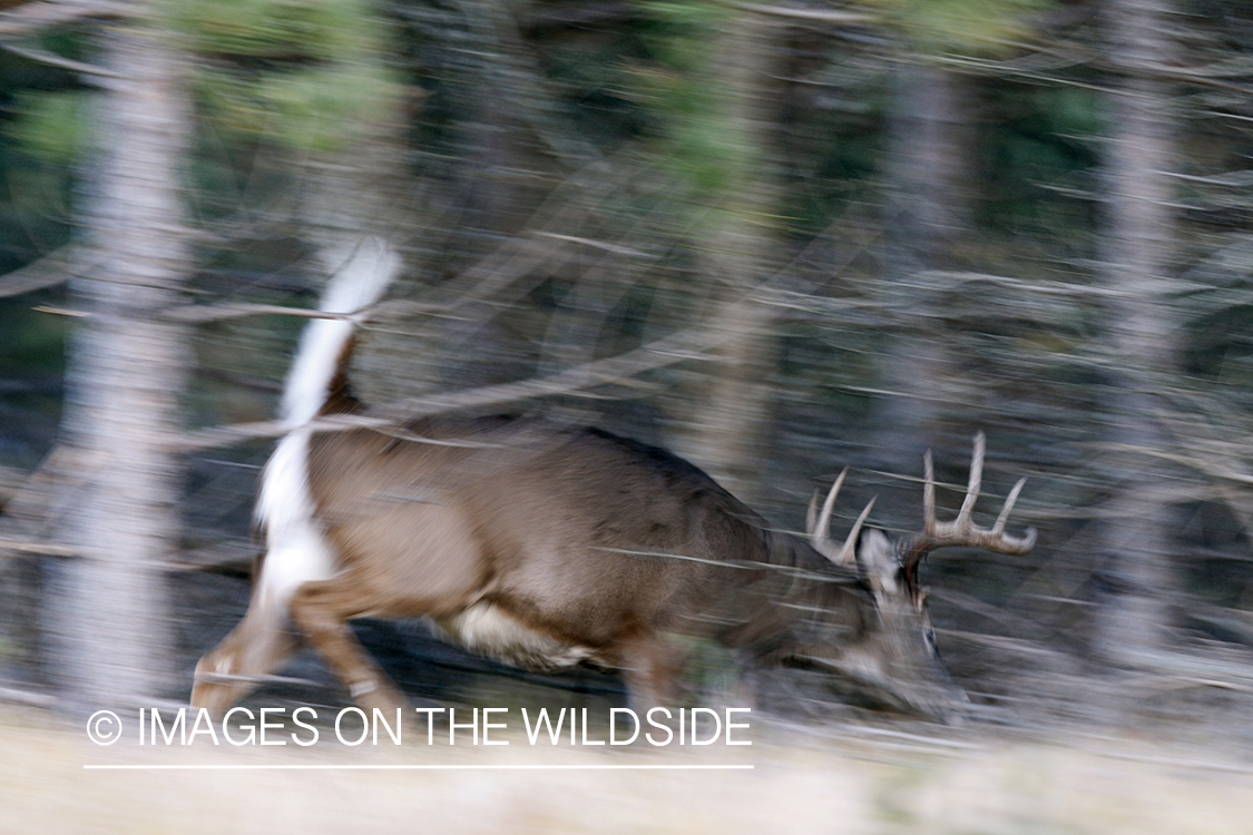 White-tailed buck in running.