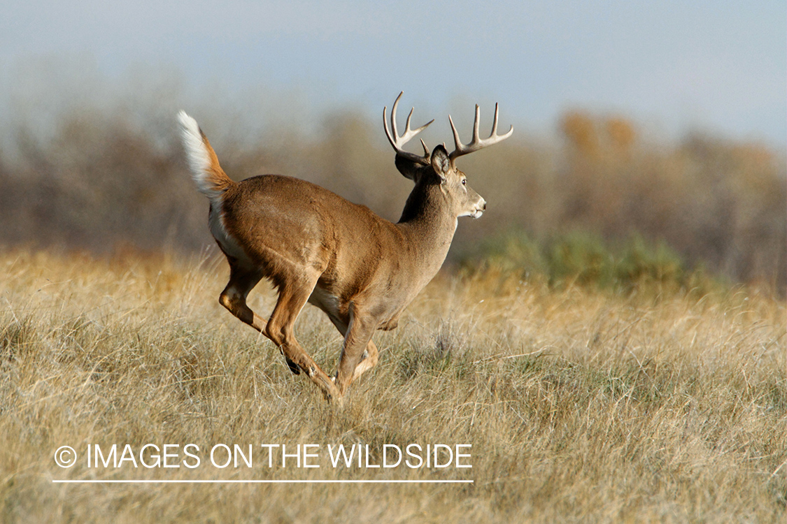 White-tailed buck running.